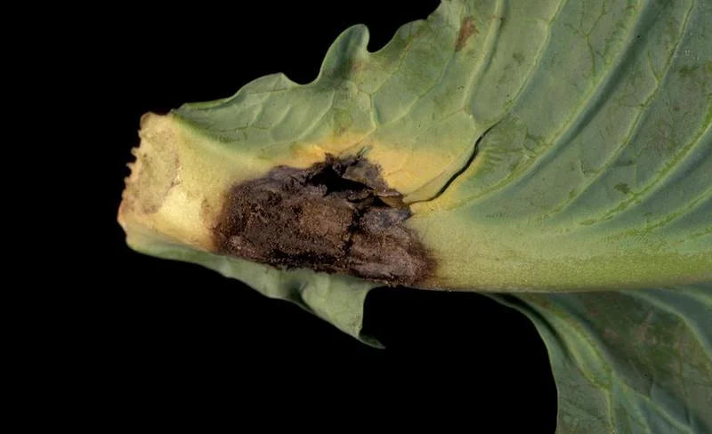 Root Rot disease in Cabbage Crop