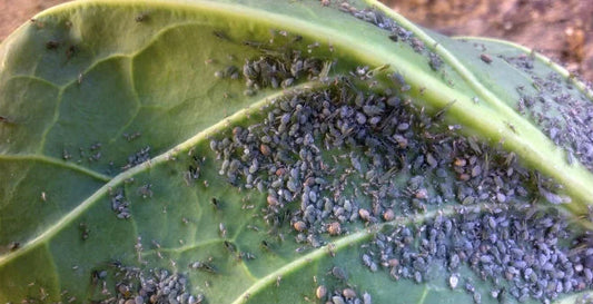 Cabbage Aphids Pest