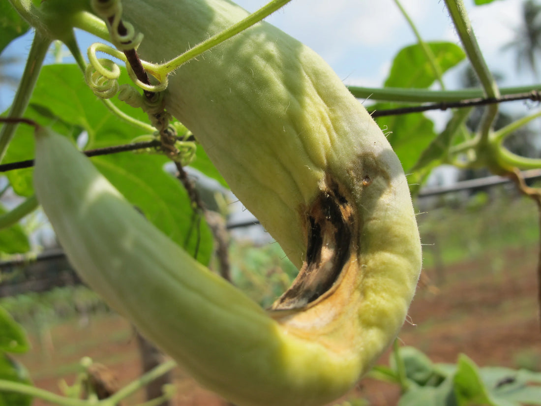 Fruit Fly in Cucurbits crop