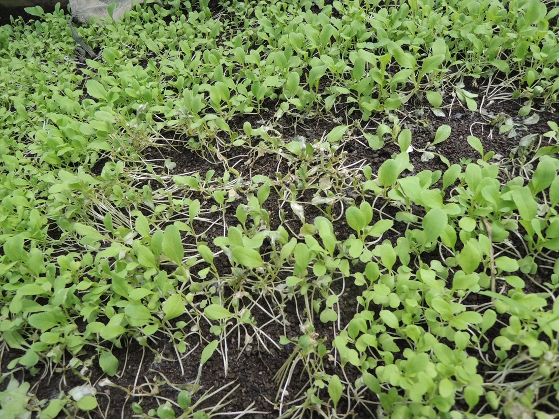  Damping Off disease in Cabbage crop