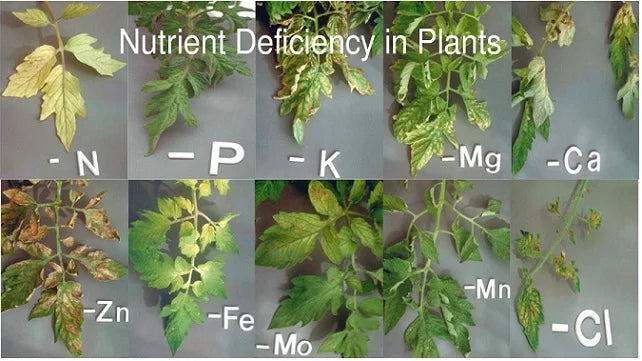 Nutrient Deficiency