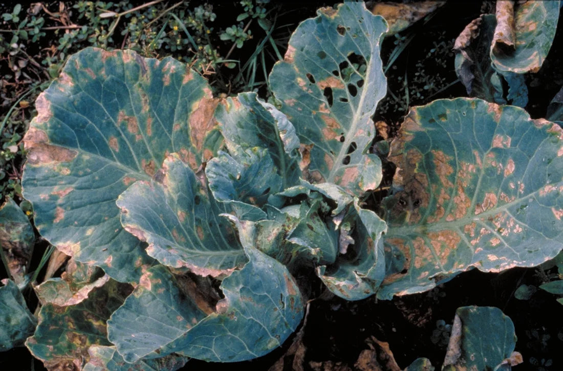 Downy Mildew disease in cabbage Crop