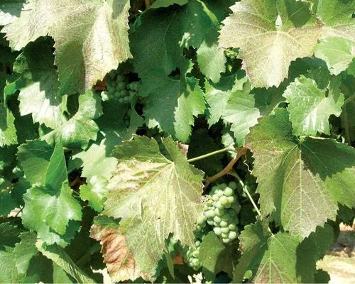 Thrips in Grapes Crop