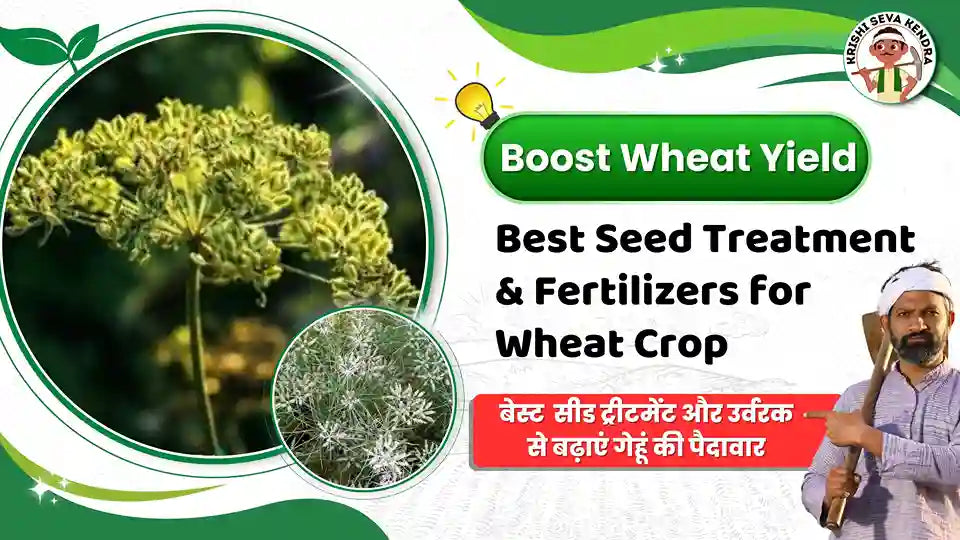 Easy Steps to Grow Better Wheat | Wheat Seed Treatment and Fertilizers