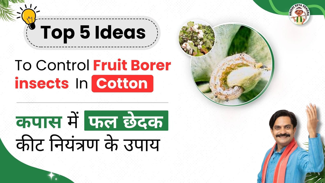 Fruit Borer in Cotton