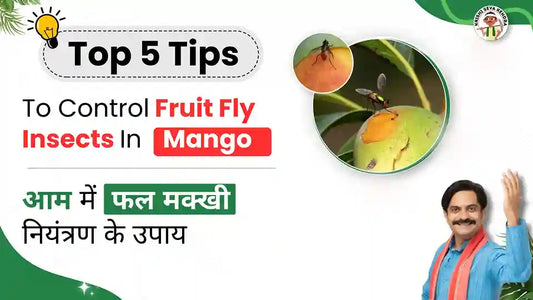 Measures to control Fruit Fly in Mango