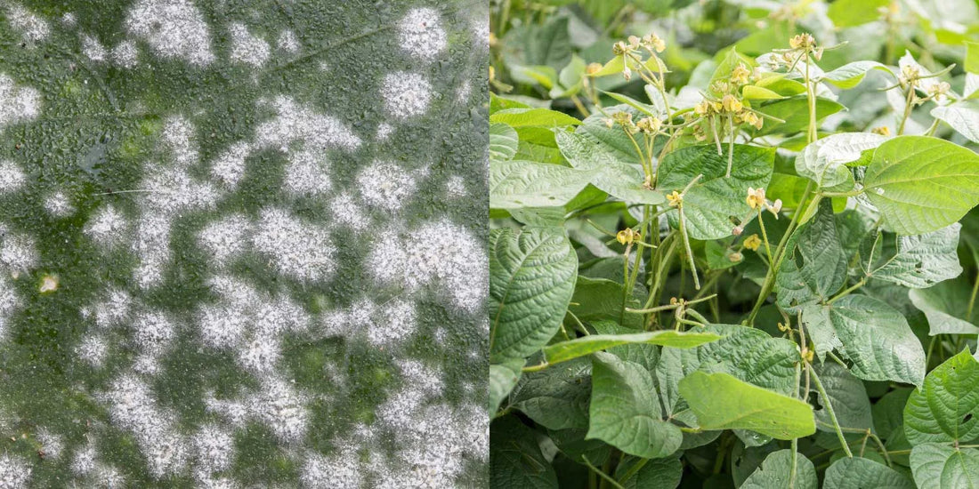 Measures to Control Gram Pod Borer in Green Gram