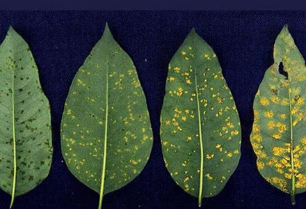 Guava Rust Disease