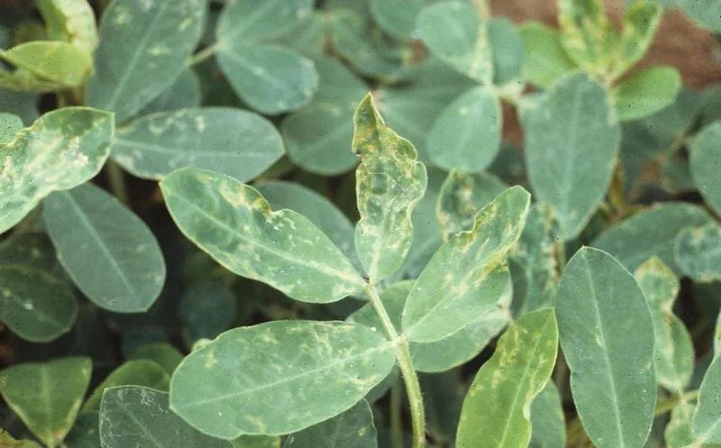 Thrips pest in Groundnut Crop