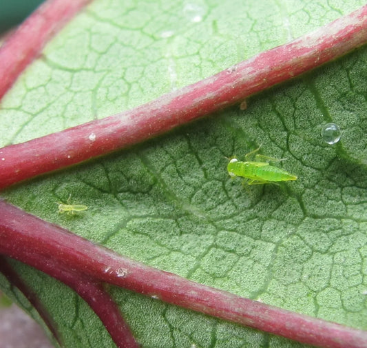 Jassids in Okra plants