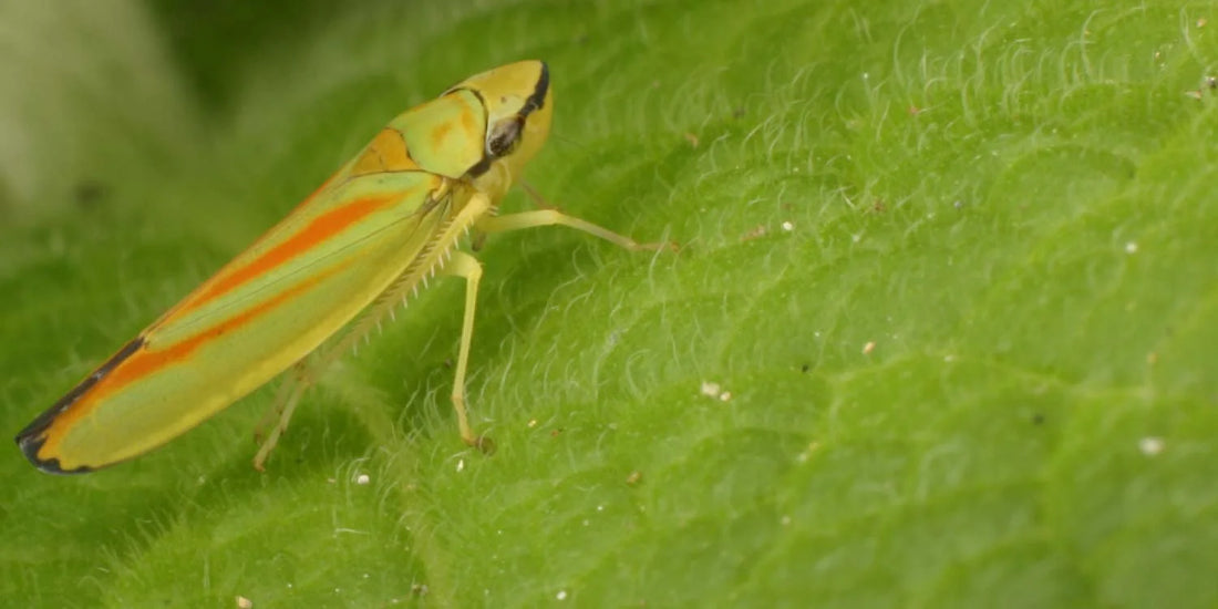 Measures to Control Cercospora Leaf Spot in Green Gram