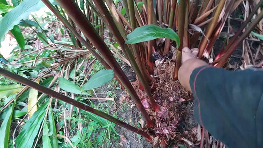 Pest in cardamom Crop