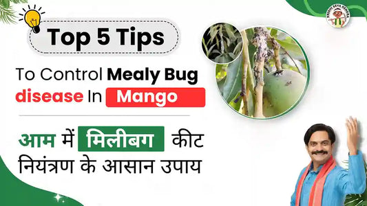 Control Measures of Mango Mealy Bug in Mango