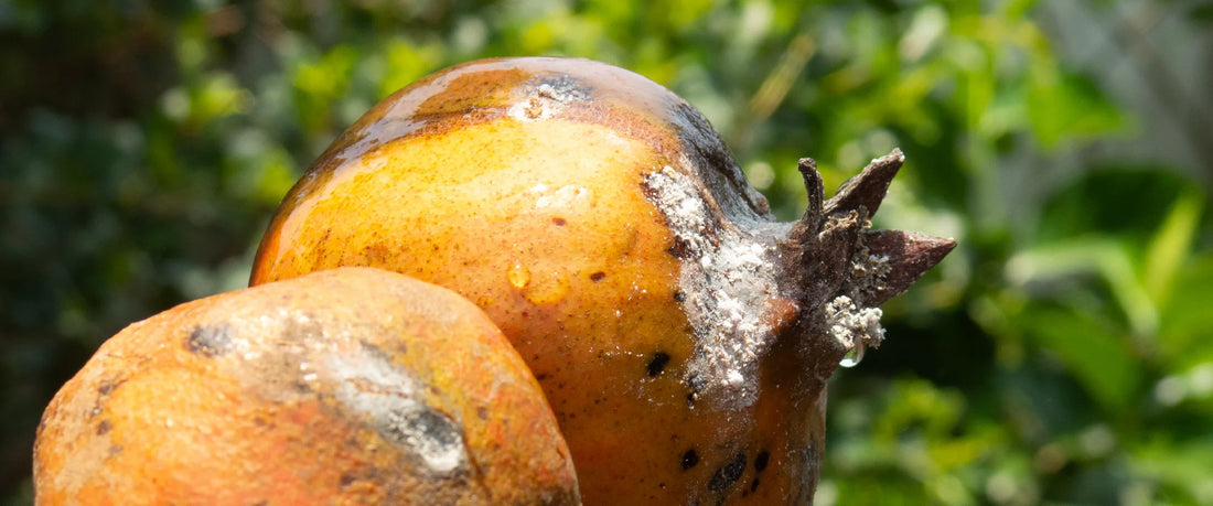 Mealy Bug Pest in Pomegranate Crop