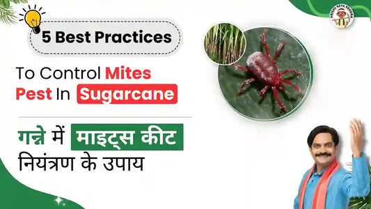 Mites pest in Sugarcane Crop