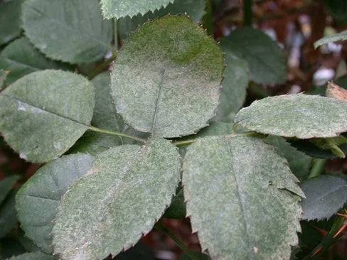 Mites pests in Rose crop