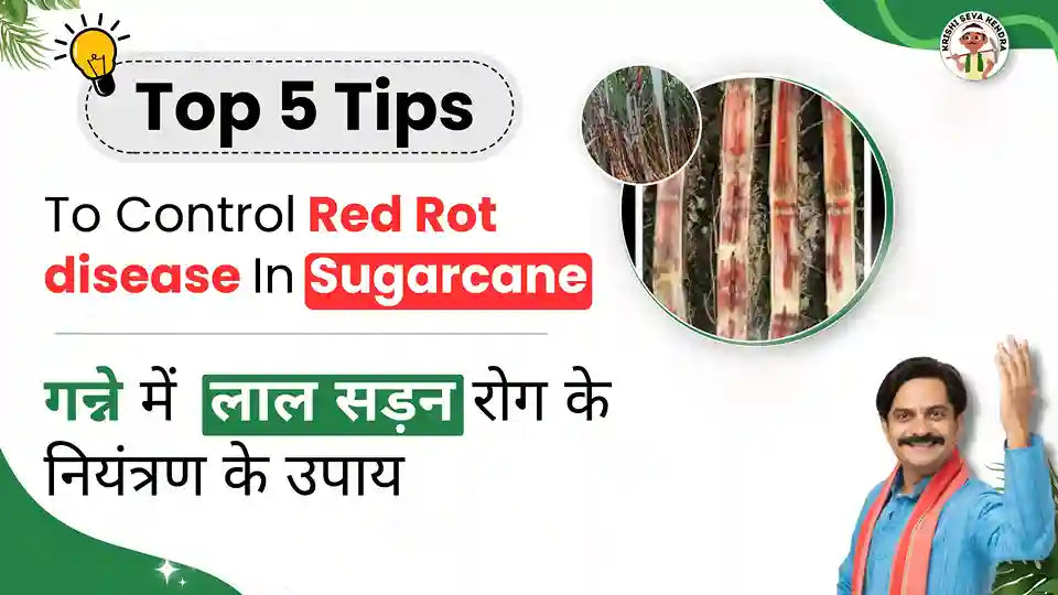 Measures to Control Red Rot disease in Sugarcane Crop