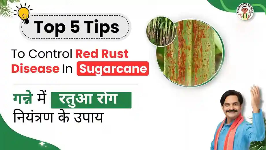 Rust Disease in Sugarcane