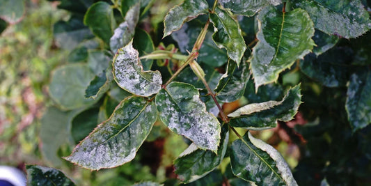 Powdery Mildew in Rose crop 