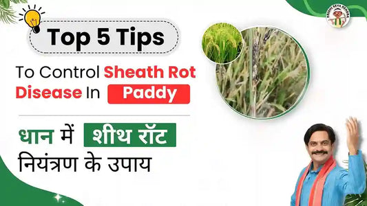  Sheath Rot in Paddy Crop