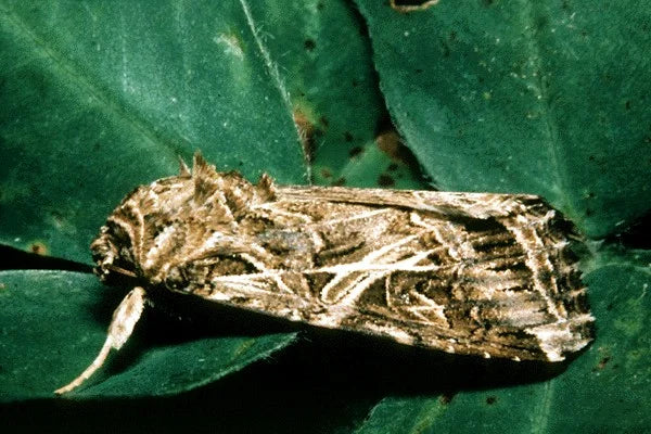 Tobacco Caterpillar in Cabbage Crop