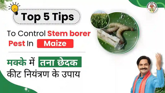 Measures to control Stem borer in Maize