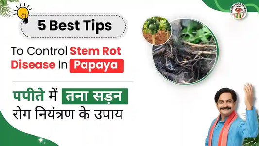 Stem Rot disease in Papaya Crop