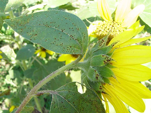 Rust Disease in Sunflower crop