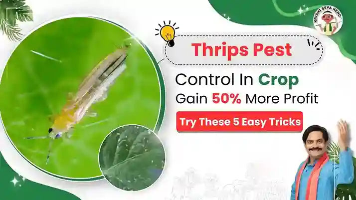 Thrips pests