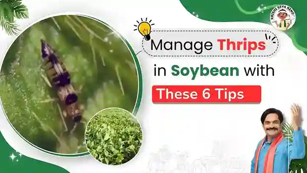 Thrips pest in Soybean Crop