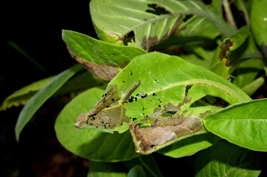  Budworm pest in Jasmine Crop