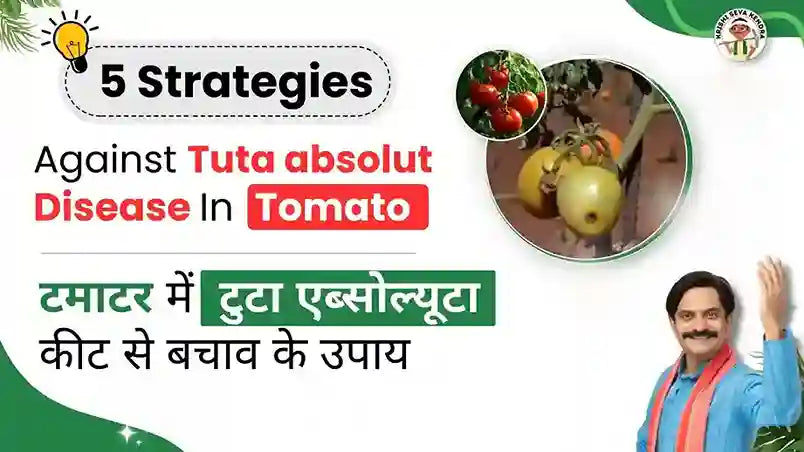 Top 10 Tips for Managing Tuta absoluta in Tomato Crop Season