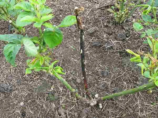 Measures to control Dieback disease in Rose Crop