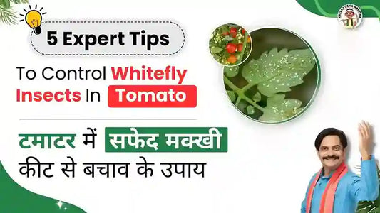 Whitefly Pest in Tomato Plants