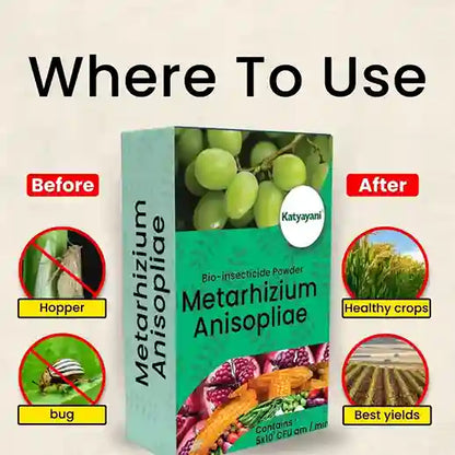 Target pests of Metarhizium Anisopliae Bio insecticide