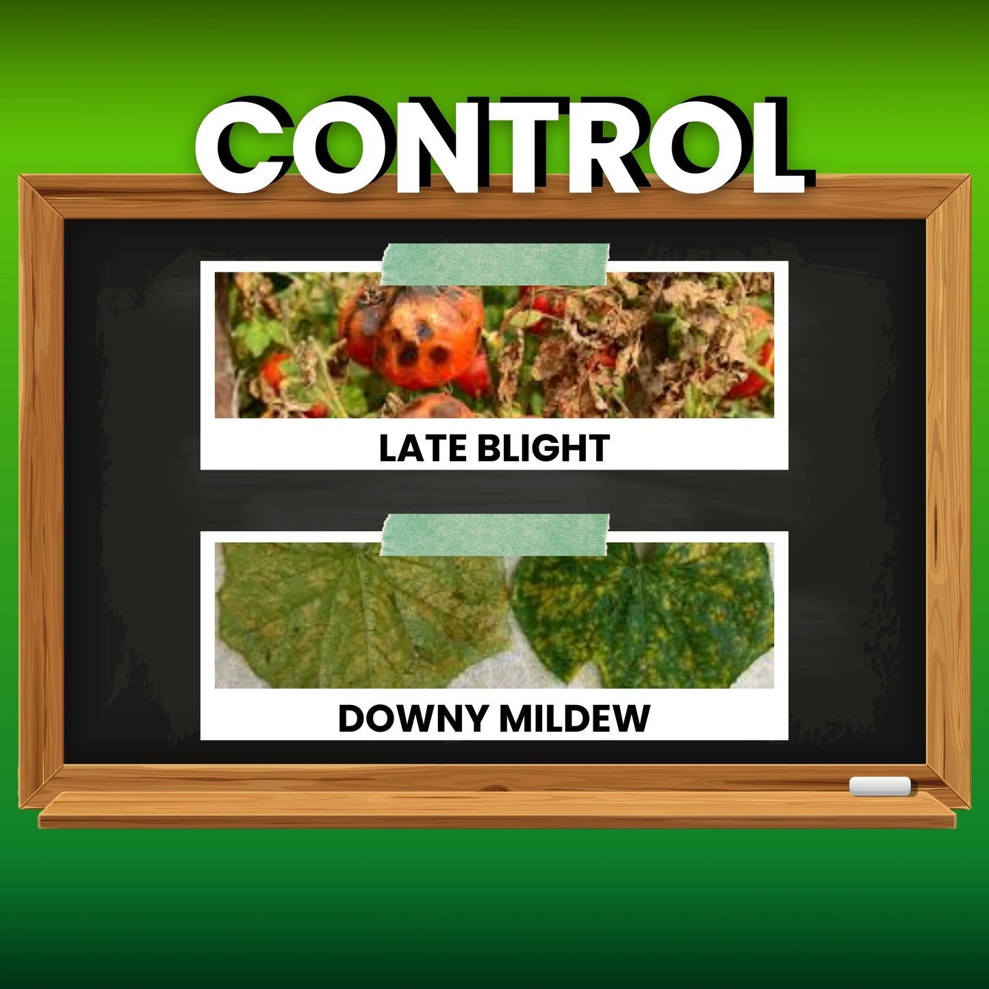 KATYAYANI PROFESSOR | AMETOCTRADIN  27% + DIMETHOMORPH 20.27% SC | CHEMICAL FUNGICIDE control late blight