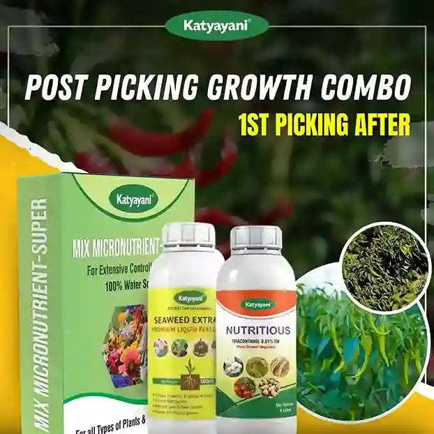 Katyayani Post-Picking Growth Combo for Chilli | 1st picking after