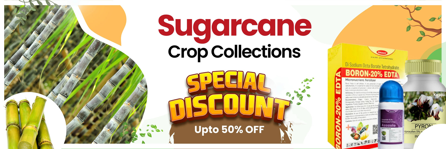 sugarcane crop collection