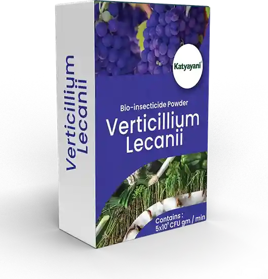 Katyayani Verticillium Lecanii | Powder Bio Insecticide